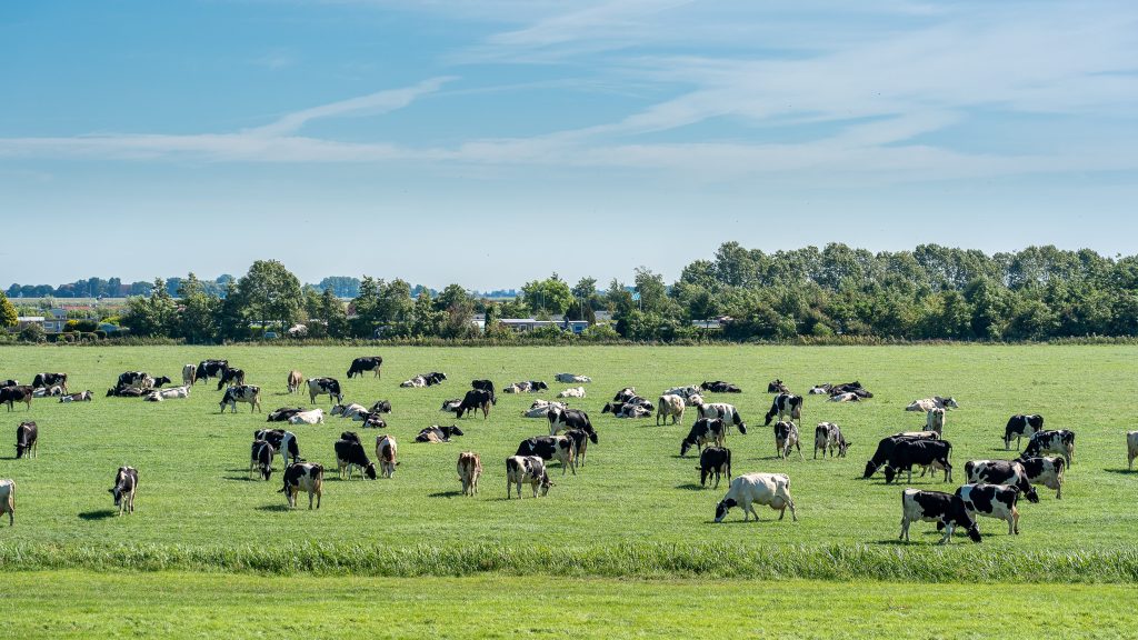 Subsidie voor extensivering melkveebedrijven